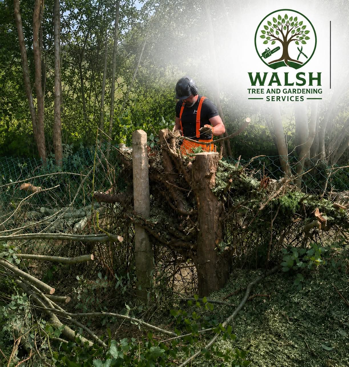 Walsh Garden and Tree Care operative felling overgrown trees along a boundary
